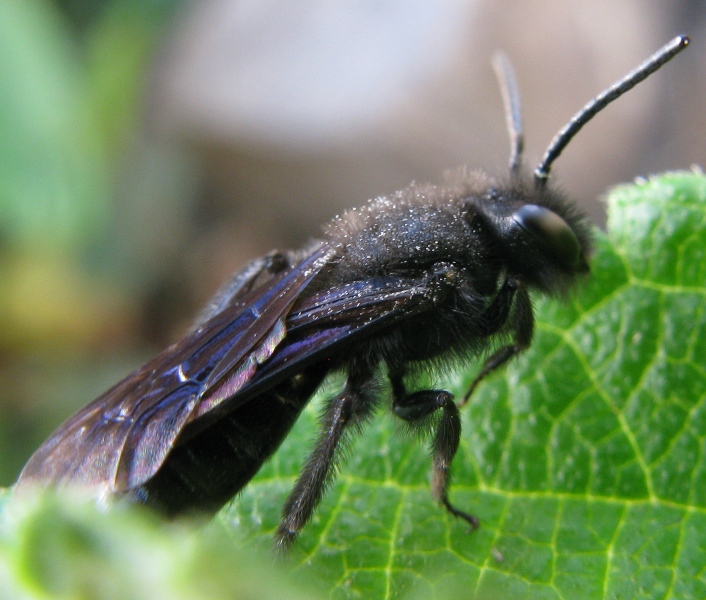 operaia?? No, cfr.  Andrena sp.